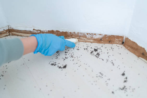 Best Local Pest Control Services  in Reidland, KY